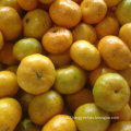 Exporting Quality Standard of Fresh Baby Mandarin